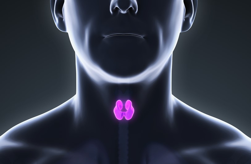 endocrine diet