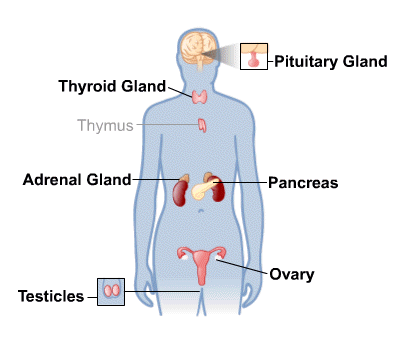 endocrine diet