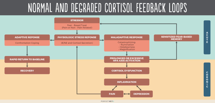 Cortisol Hormone Its Role In Stress Inflammation And Weight Gain 